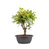 Zelkova nire - B5005