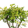 Zelkova nire - B5005