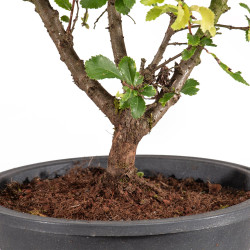 Zelkova nire - B5005