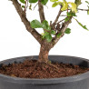 Zelkova nire - B5005