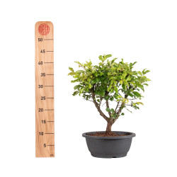 Zelkova nire - B5005