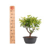 Zelkova nire - B5005