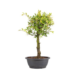 Zelkova nire - B5006