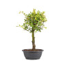 Zelkova nire - B5006