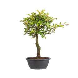 Zelkova nire - B5006