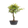 Zelkova nire - B5006