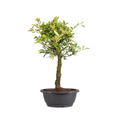 Zelkova nire - B5006