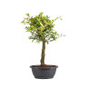 Zelkova nire - B5006