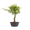 Zelkova nire - B5006