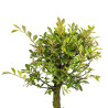 Zelkova nire - B5006