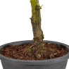 Zelkova nire - B5006