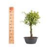 Zelkova nire - B5006