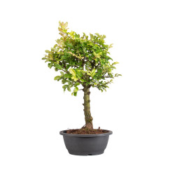 Zelkova nire - B5008