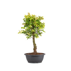 Zelkova nire - B5008
