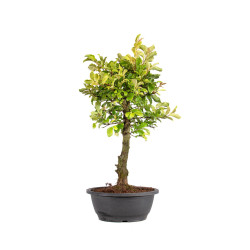Zelkova nire - B5008