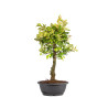 Zelkova nire - B5008
