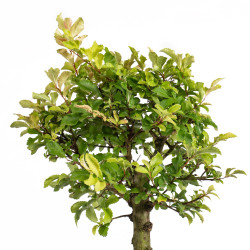 Zelkova nire - B5008