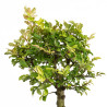 Zelkova nire - B5008