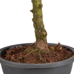 Zelkova nire - B5008