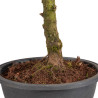 Zelkova nire - B5008