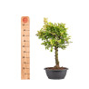 Zelkova nire - B5008