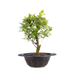Zelkova nire - B5009