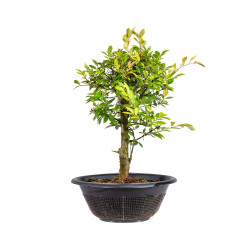 Zelkova nire - B5009