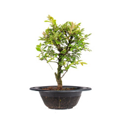 Zelkova nire - B5009