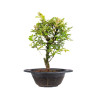 Zelkova nire - B5009