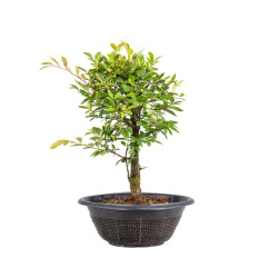 Zelkova nire - B5009