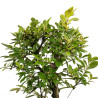 Zelkova nire - B5009