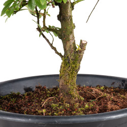 Zelkova nire - B5009
