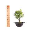 Zelkova nire - B5009