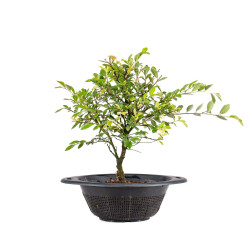 Zelkova nire - B5010