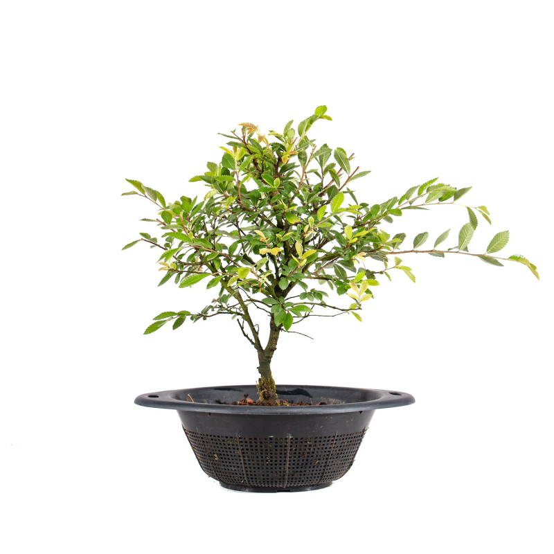 Zelkova nire - B5010