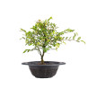 Zelkova nire - B5010