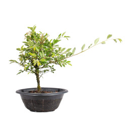 Zelkova nire - B5010