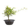Zelkova nire - B5010