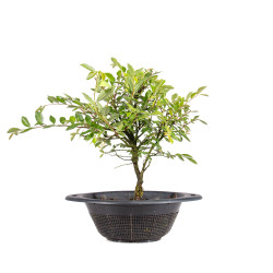 Zelkova nire - B5010