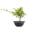 Zelkova nire - B5010