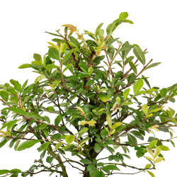 Zelkova nire - B5010