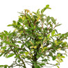 Zelkova nire - B5010