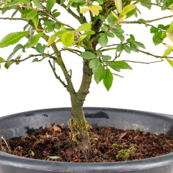 Zelkova nire - B5010