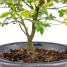 Zelkova nire - B5010