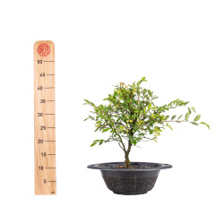 Zelkova nire - B5010