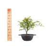 Zelkova nire - B5010