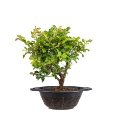 Zelkova nire - B5012