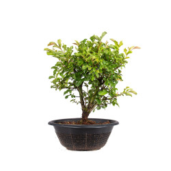 Zelkova nire - B5012