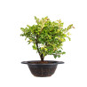 Zelkova nire - B5012
