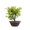 Zelkova nire - B5012